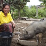 Who's happier? The pig or the new owner in Laos?...you'll be making them both happy with this gift